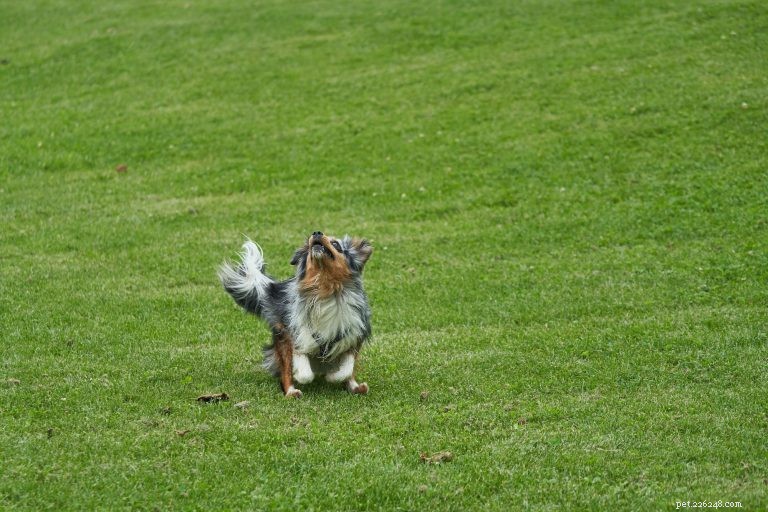 Why Dogs Scratch the Ground After Pooping: Expert Explanation