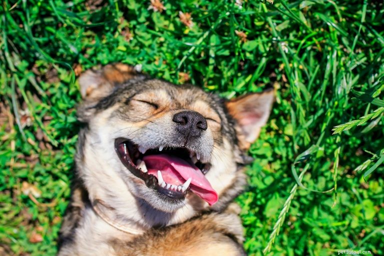 Why Your Dog Eats and Rolls in Grass: Common Reasons Explained