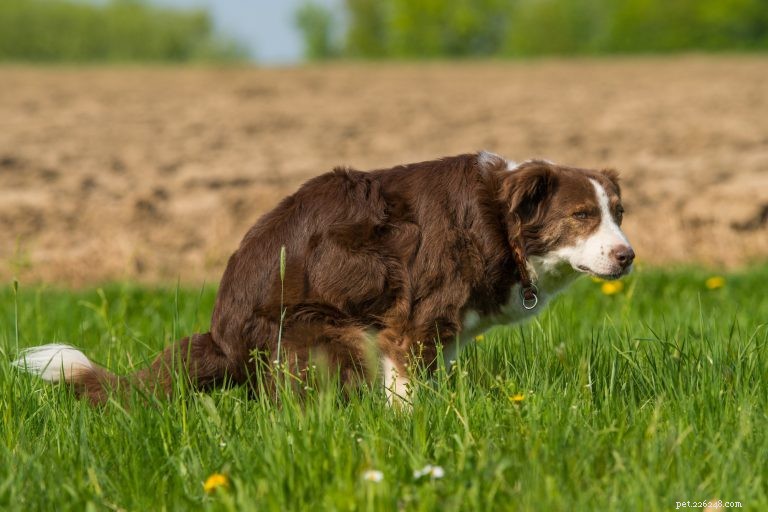 Why Do Dogs Circle Before Pooping? Science Explained