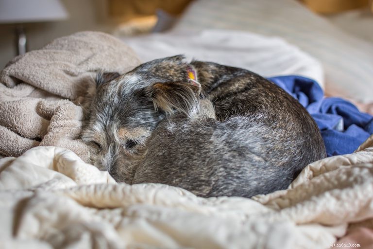 Why Do Dogs Circle Before Pooping? Science Explained