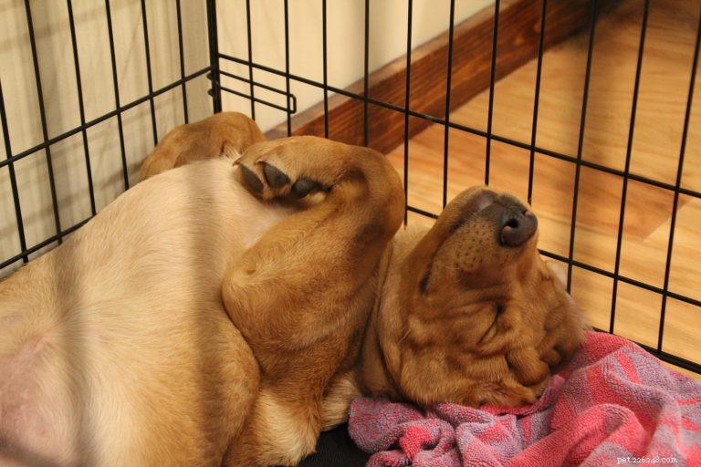 Step-by-Step Puppy Potty Training: A Practical Guide for New Owners