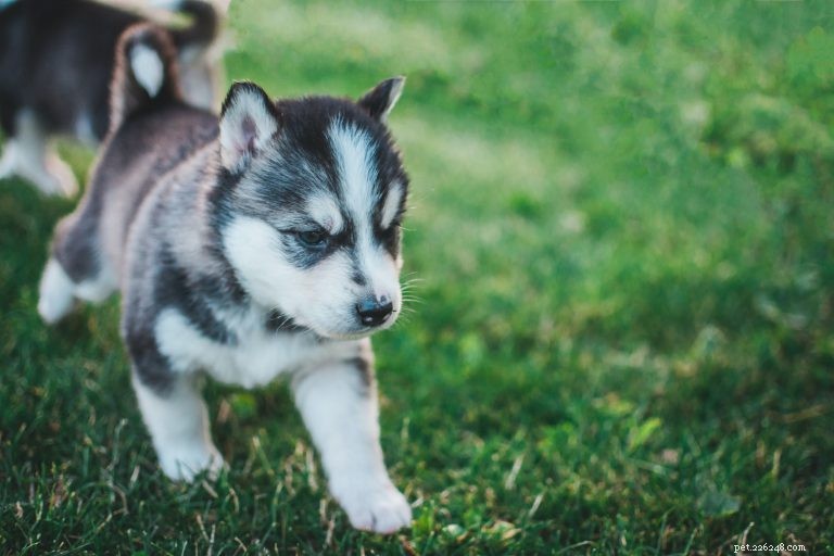 Step-by-Step Puppy Potty Training: A Practical Guide for New Owners