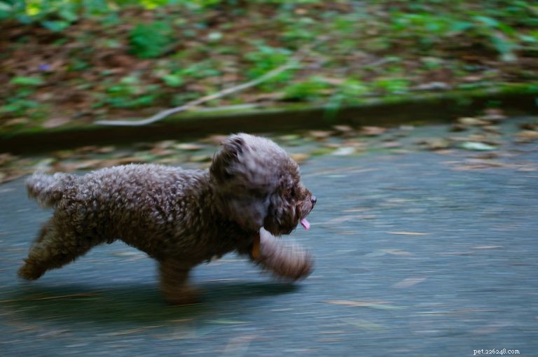 Easing Your Dog Back to Normal: Proven Ways to Prevent Separation Anxiety