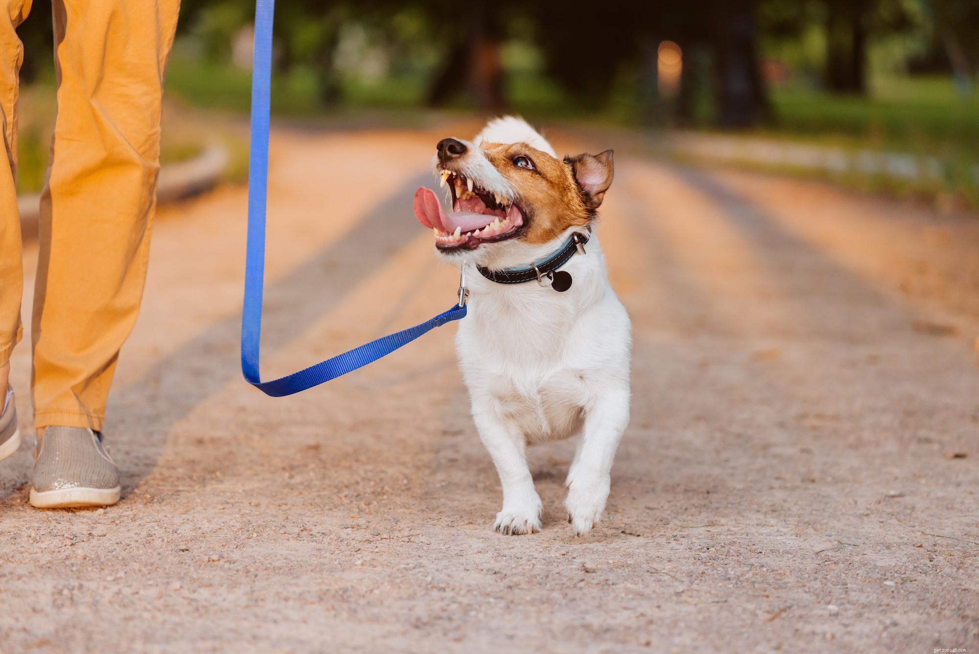 Dog Owner Etiquette: Mastering the Art of a Polite, Positive Human‑Dog Relationship