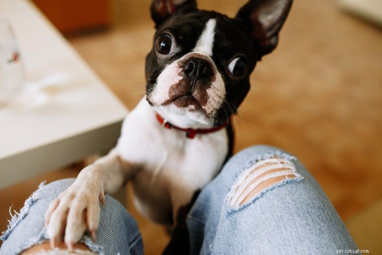 What It Means When Your Dog Places Their Paw on You: Understanding Canine Communication