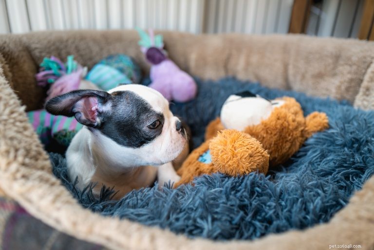Master Puppy Crate Training: Quick & Effective Guide