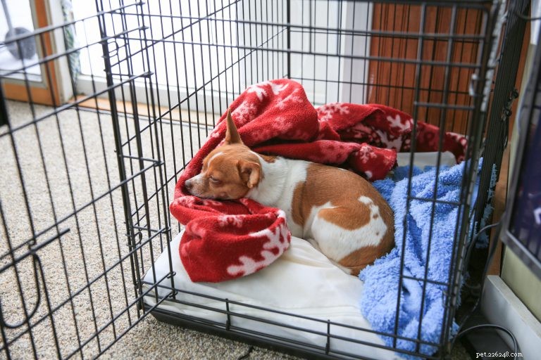 Master Puppy Crate Training: Quick & Effective Guide