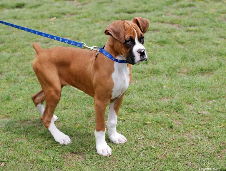 Improve Walks with Your Leash-Reactive Dog: Proven Strategies for Calm and Confident Strolls