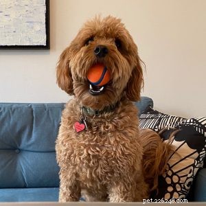 Improve Walks with Your Leash-Reactive Dog: Proven Strategies for Calm and Confident Strolls