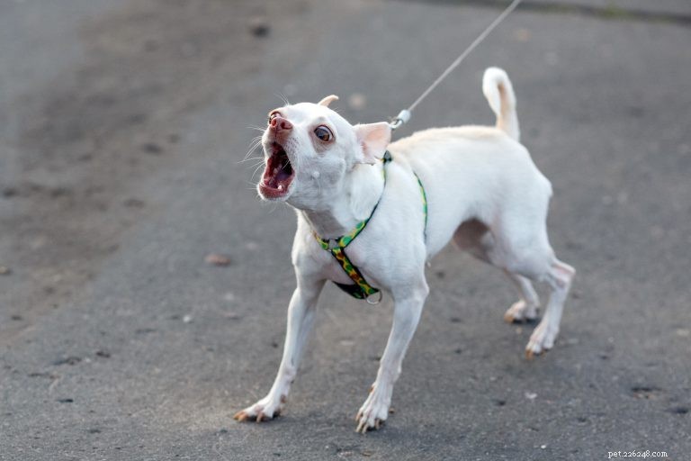 Improve Walks with Your Leash-Reactive Dog: Proven Strategies for Calm and Confident Strolls