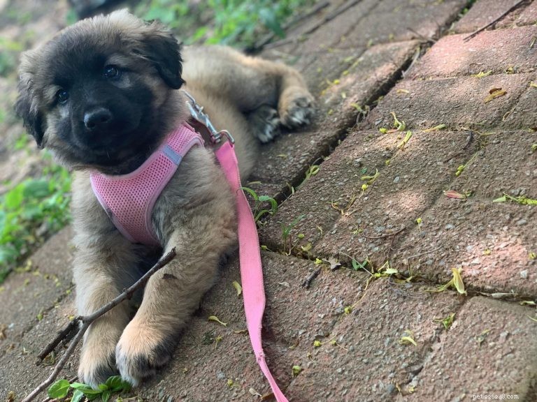 Master Leash Training for Your Puppy: A Step‑by‑Step Guide
