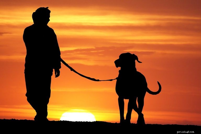 Master Leash Training for Your Puppy: A Step‑by‑Step Guide