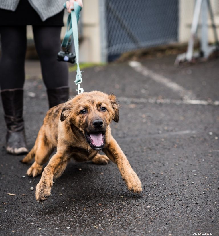 Master Leash Training for Your Puppy: A Step‑by‑Step Guide