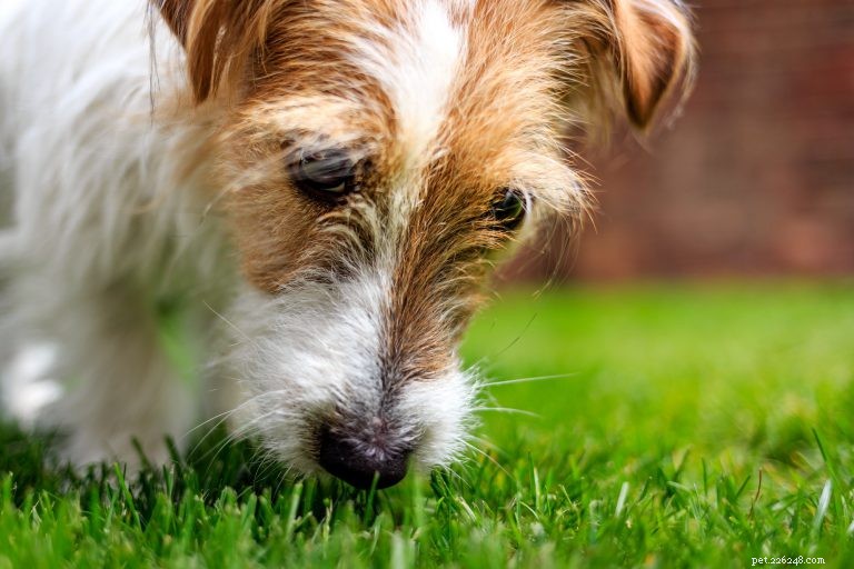 Create a Simple Potty Training Schedule for Your Puppy