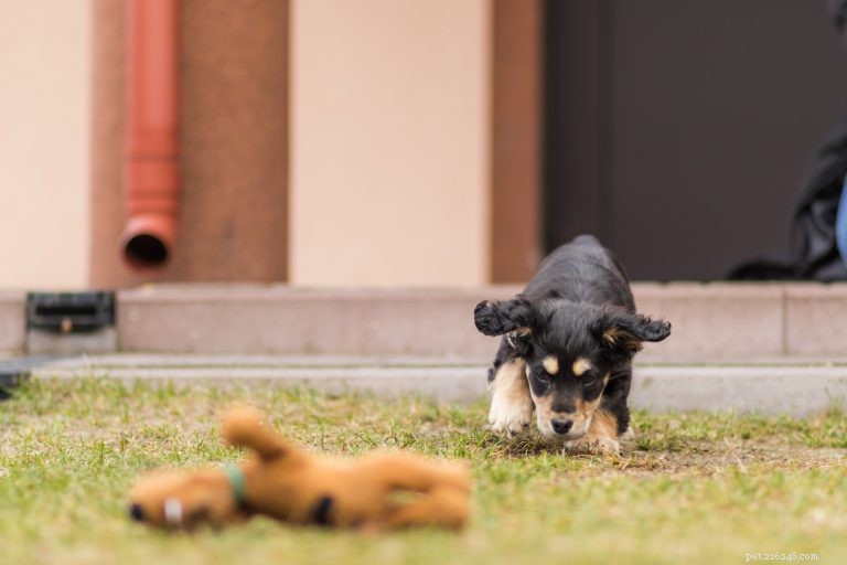 Create a Simple Potty Training Schedule for Your Puppy