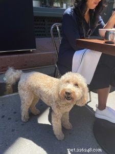 Dining Out with Your Dog: Essential Tips for a Smooth Experience