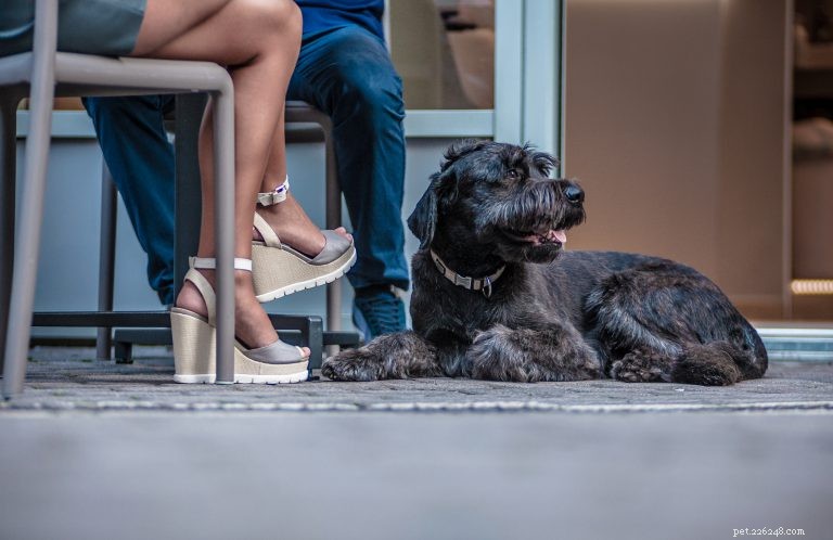 Dining Out with Your Dog: Essential Tips for a Smooth Experience