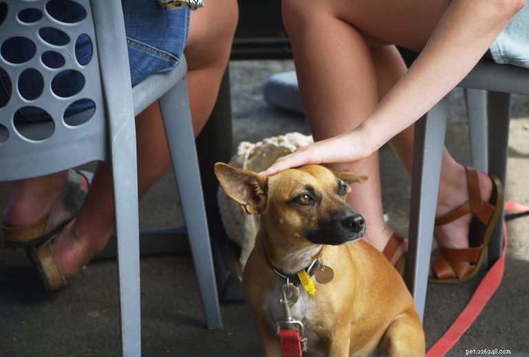 Dining Out with Your Dog: Essential Tips for a Smooth Experience