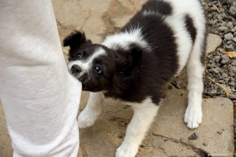 Your Puppy’s First 6 Months: Development Stages & Training Tips