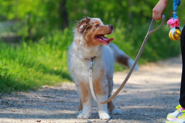Your Puppy’s First 6 Months: Development Stages & Training Tips