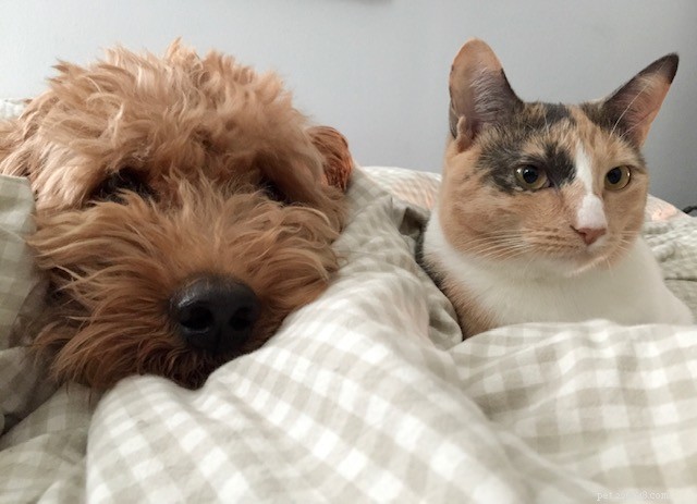 How Omar the Dog and Foxy the Cat Became Instant Friends: A Seamless Introduction Guide