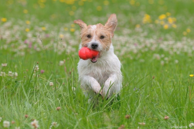 Your Puppy’s First 6 Months: Development Stages & Training Tips