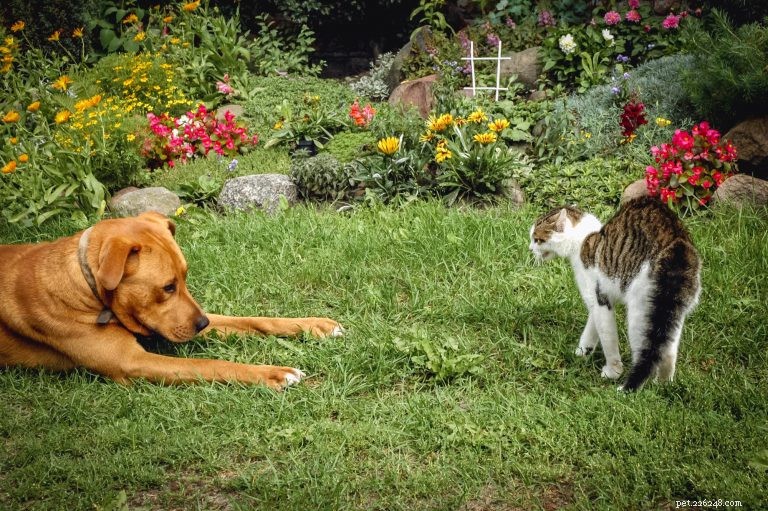 How Omar the Dog and Foxy the Cat Became Instant Friends: A Seamless Introduction Guide