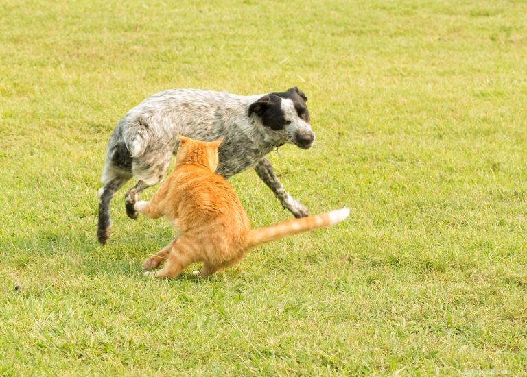 How Omar the Dog and Foxy the Cat Became Instant Friends: A Seamless Introduction Guide