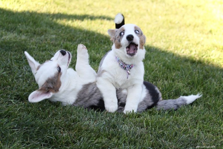 Teach Your Puppy Bite Inhibition: Expert Tips for Gentle Chewing