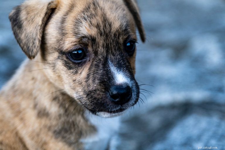 Expert Guide: Mastering Puppy Socialization for a Calm, Confident Companion