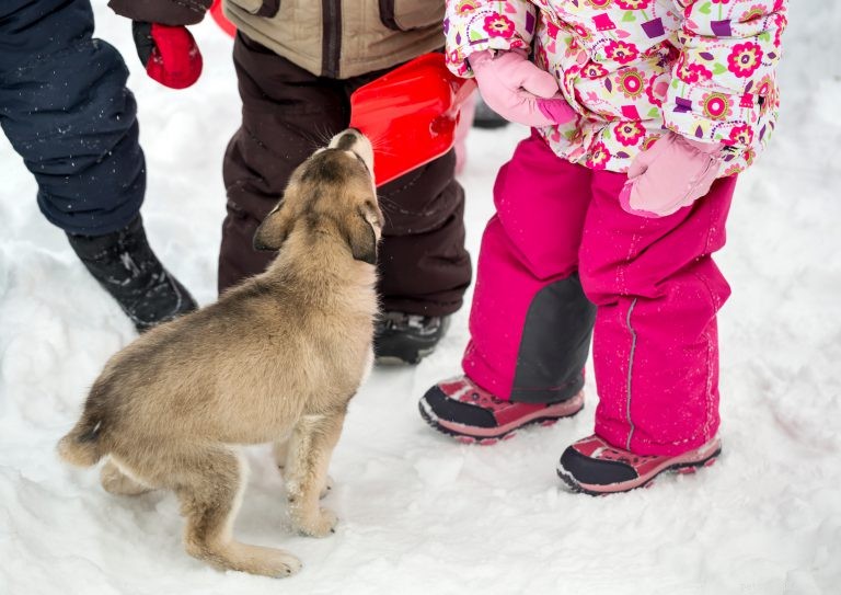 Expert Guide: Mastering Puppy Socialization for a Calm, Confident Companion