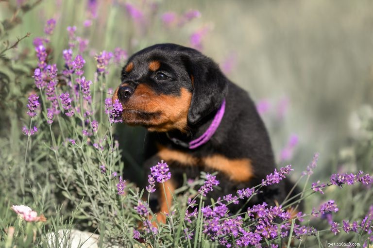 Expert Guide: Mastering Puppy Socialization for a Calm, Confident Companion