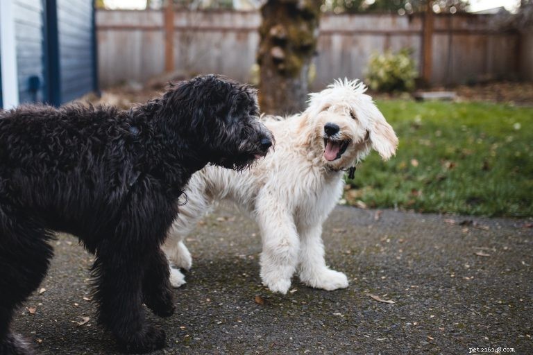 Expert Guide: Mastering Puppy Socialization for a Calm, Confident Companion