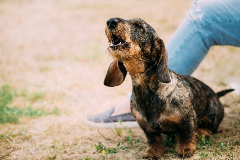 How to Stop Excessive Barking in Dogs: A Practical Guide