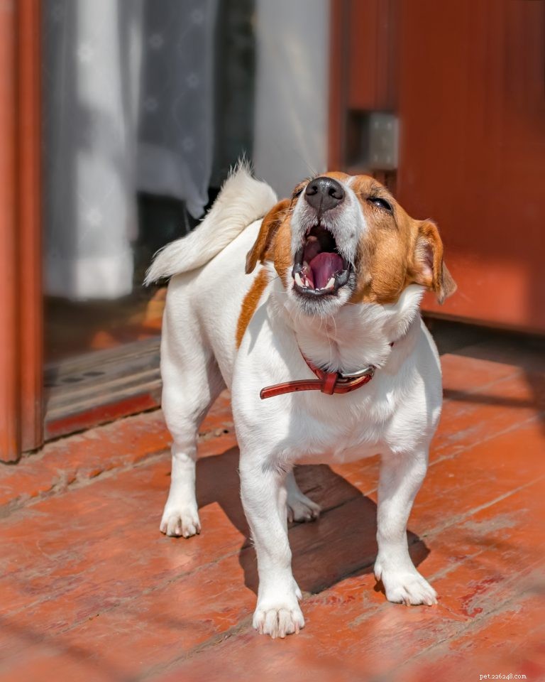 How to Stop Excessive Barking in Dogs: A Practical Guide