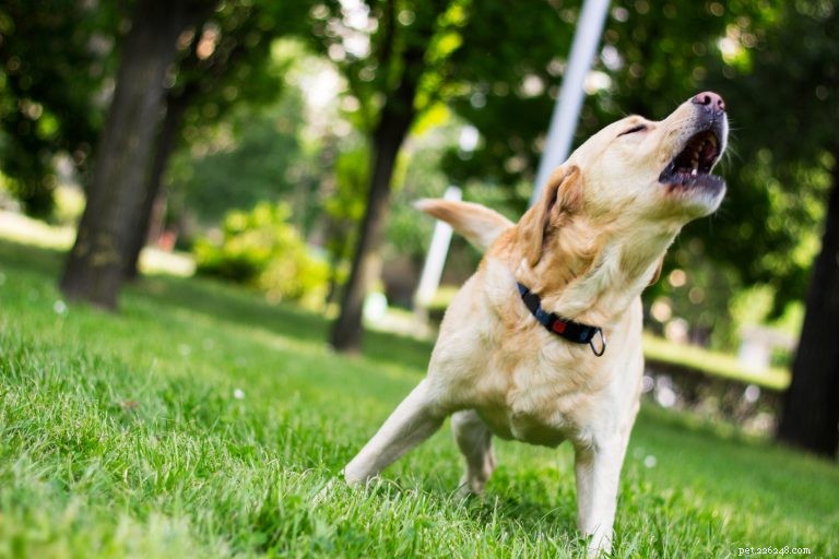 How to Stop Excessive Barking in Dogs: A Practical Guide