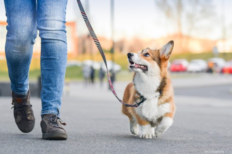 Teach Your Dog the Essential  Leave It  Command for Safety and Peace of Mind