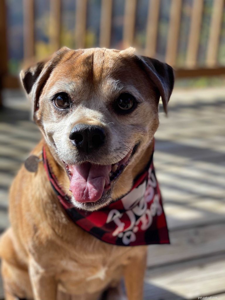 How to Ensure Your Dog Is Truly Happy and Healthy