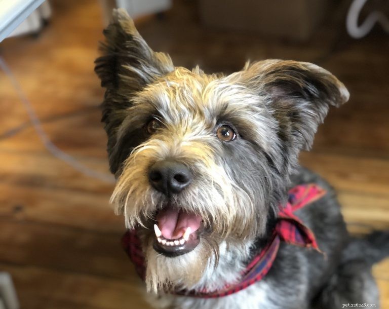 How to Ensure Your Dog Is Truly Happy and Healthy
