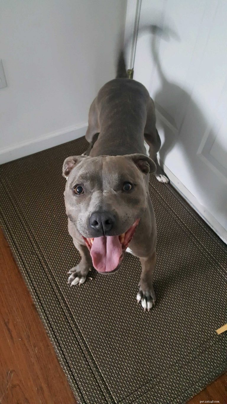How to Ensure Your Dog Is Truly Happy and Healthy