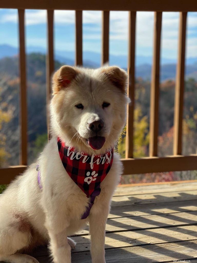How to Ensure Your Dog Is Truly Happy and Healthy