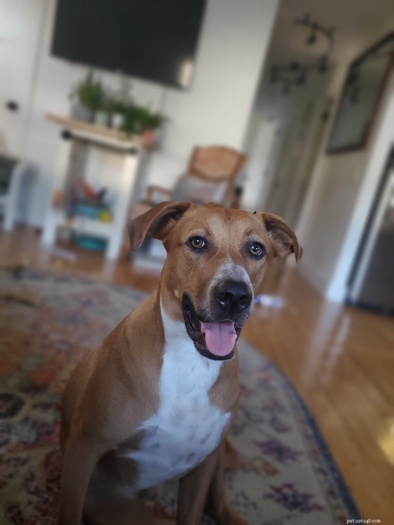 How to Ensure Your Dog Is Truly Happy and Healthy