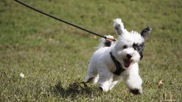 How to Ensure Your Dog Is Truly Happy and Healthy