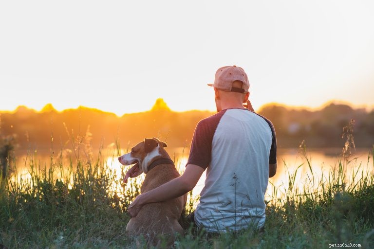 Understanding Service, Therapy, and Emotional Support Dogs: Roles, Rights, and Regulations