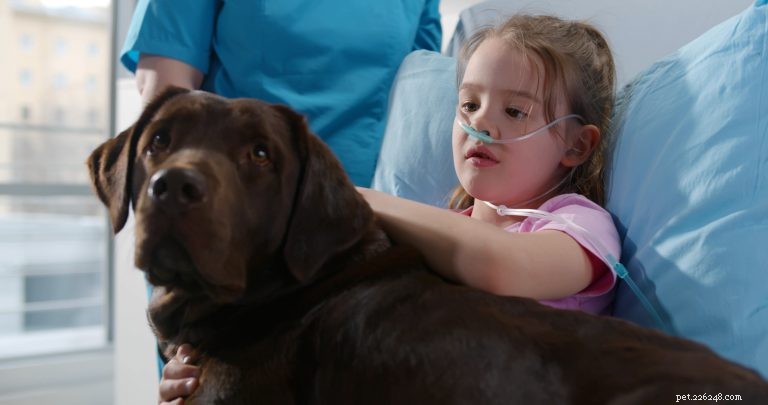Training a Therapy Dog: Steps to Becoming a Certified Companion
