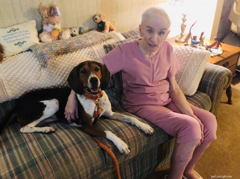 Training a Therapy Dog: Steps to Becoming a Certified Companion