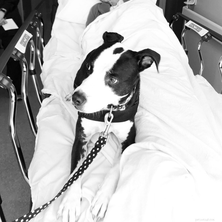 Training a Therapy Dog: Steps to Becoming a Certified Companion