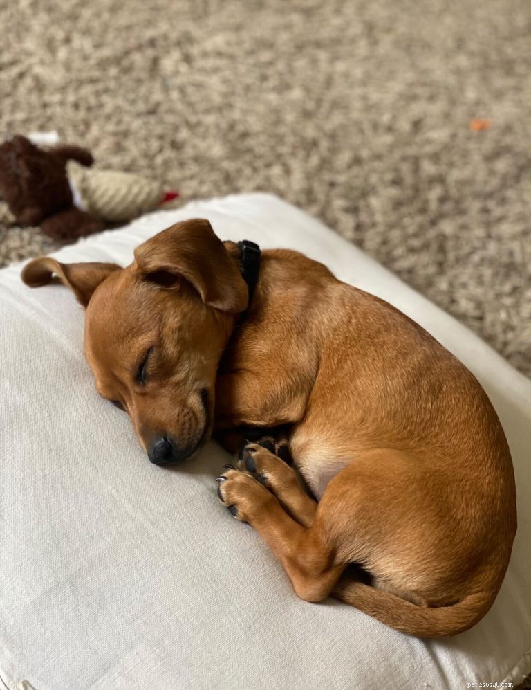Essential Guide to Your Dog’s Sleep Needs: How Much, Where, and Why It Matters
