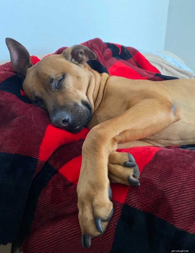 Essential Guide to Your Dog’s Sleep Needs: How Much, Where, and Why It Matters