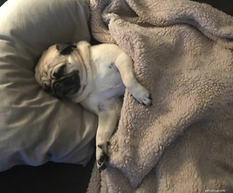 Do Dogs Dream? Insights into Their Sleep and Dreaming Patterns
